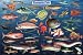 (24x36) Fantastic Fish Educational Science Chart Poster