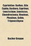 Cyprinidae: Barbus, Gila Cypha, Rasbora, Cyprinus, Leuciscinae, Leuciscus, Chondrostoma, Rhodeus, Phoxinus, Gobio, Trigonostigma