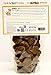 Front Porch Pets Sam's Yams Daily's Replenishing Pumpkin Recipe Dog Treats, Healthy Dog Snacks for Large, Medium or Small Breed Dogs, Vegan Sweet Potato Dog Chews Made in USA - 7 Ounce