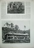 Borneo