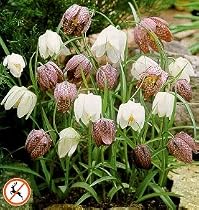 Guinea Hen 30 Seeds - Fritillaria - Perennial