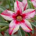 9GreenBox - Very Rare Adenium Desert Rose Wonderful Cherry Grafted Bonsai