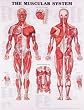 The Muscular System