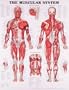 The Muscular System