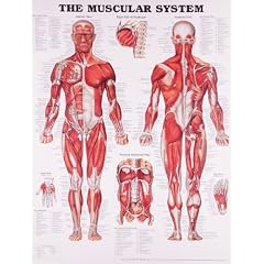 The Muscular System