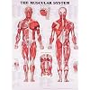 The Muscular System Anatomical Chart