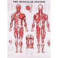 The Muscular System