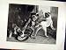 Intruding Puppies Monkey Landseer Fine Art 1891 Print