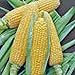 Great Premium CORN GOLDEN BANTAM HEIRLOOM NON-GMO ORGANIC 20+ SEEDS DELICIOUS AND SWEET VEGGIE