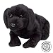 asthma friendly Black Labrador