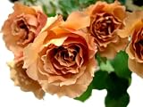 アフタヌーンティ　【茶色】　20本　◆バラの花束◆　