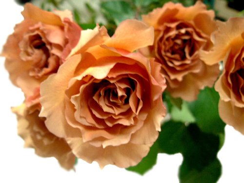 アフタヌーンティ　【茶色】　20本　◆バラの花束◆　