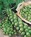 Long Island Improved Brussel Sprouts Seeds - Brassica Oleracea Var. Gemmifera - 1 Grams - Approx 280 Gardening Seeds - Vegetable Garden Seed