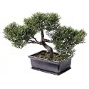 Kunstpflanze Bonsai Zeder mit 113 Bl&auml;ttern, im Topf, 23 cm