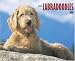 Just Labradoodles 2008 Calendar