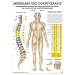Anatomie Poster - Anatomisches Mini-Poster - Meridian & Dorntherapie 34 x 24 cm