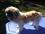 Joybies Sunshine Yellow Aloha Piddle Pants(tm) for XX Small Female Dog Measuring 9