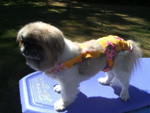 Joybies Sunshine Yellow Aloha Piddle Pants(tm) for XX Small Female Dog Measuring 9