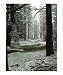 Spring snow fall in the Sierra Mountains Scenic Photographic Poster Print by Melissa Rutter, 16x20 Image