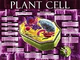 Plant Cell Clearance Sale Art Poster Print, 24x18