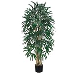 Raphis Palm Silk Tree 6 &acute; ft - B001DQH70G