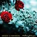 Anklicken zum Vergrößeren: Sara Noxx - Where the Wild Roses Grow (Special ed.) (Audio CD)