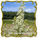 1 Oz Bunch Flower (Melanthium virginicum) Bulk Wildflower Seeds
