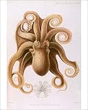 Photographic Prints of Octopus/188 from Mary Evans