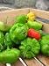 Sweet pepper or Aji dulce 25+ Qty Pack Capsicum Chinense