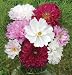 David's Non-Hybrid Flower Cosmos Double Click Mix 25 Seeds per Packet
