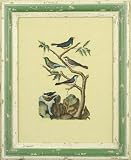 Birds - Print - D. Diderot - 16x13