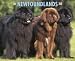 Just Newfoundlands 2010 Wall Calendar