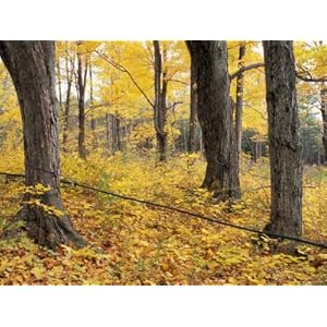 kitchen stores in concord nh on Com  Sugarbush At Rossview Farm  Sugar Maple Trees  Concord  New