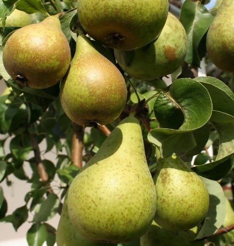 Premium Pears: The Ultimate Collection of the World's Finest Pear Recipes