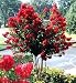 Dynamite Red Crape Myrtle (Trade Gallon)