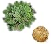Rosa de Jerico - Rose of Jericho Resurrection Plant Con la oracion Prayer included