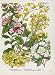 Kolkwitzia Genista Genista Flower Plants Color Print