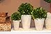 Preserved Boxwood Ball In Pot 3pc Set (4