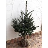 ピセア：プンゲンス（コロラドトウヒ）樹高90～100cm根巻き[クリスマスツリーにも！]