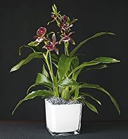 Autograph Luxury Orchid