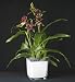(00537568) Autograph Luxury Orchid in Miscellaneous