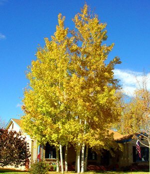 50 Quaking Aspen Tree Seeds, Populus Tremuloides by Seeds and Things NOTE: SEEDS ARE VERY SMALL 50 Quaking Aspen Tree Seeds, Populus Tremuloides by Seeds and Things NOTE: SEEDS ARE VERY SMALL
