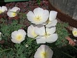 51b2QdGDdjL. SL160  250 California Poppy Seeds White Linen Poppies.