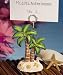 Palm Tree Placecard Holder Wedding Favors (Beach Theme), 30