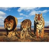 Wild Cats (Lion, Jaguar, Tiger) Art Poster Print - 36x24
