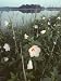 Marsh Hibiscus, Hibiscus Moscheutos, in Bloom in a Wetland Photographic Poster Print by Bates Littlehales, 30x40