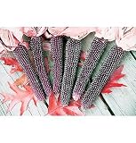 Ruby Red Popcorn 40 Seeds - Great for Popping! - Veggie