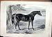 1874 Beautiful Black Horse Touchstone Country Scene