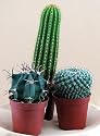 Instant Cactus Collection-5 Different Plants 3" pots