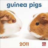 Guinea Pigs 2011